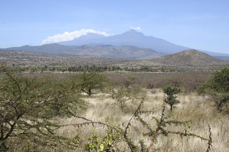 Ein Savannenwald am Kilimandscharo – ein typischer Lebensraum vieler Heuschreckenarten. 