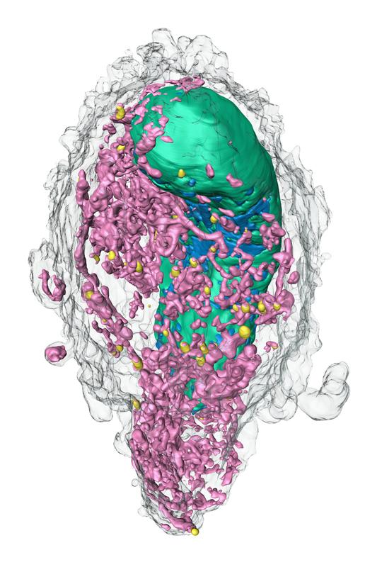 Soft X-ray microscopy of a human fibroblast cell in 3D volume visualisation. In green: heterochromatin; blue: euchromatin; yellow: lipid droplets; pink: mitochondria; gray: cell membrane.