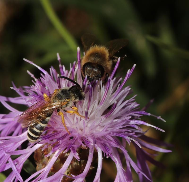 Ökolandbau und Bienengesundheit stehen im Zentrum eines neuen Projekts der Universitäten Göttingen und Halle.