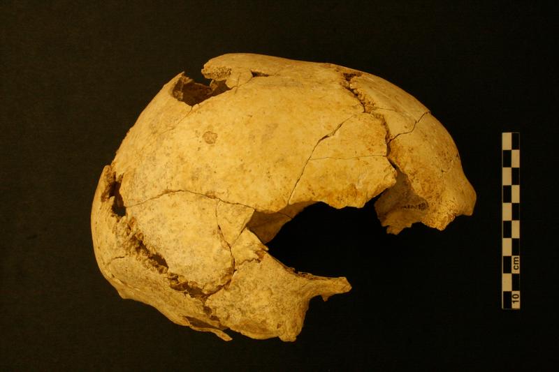 Menschlicher Schädel (Mollet III) von Serinyà aus früheren Ausgrabungen