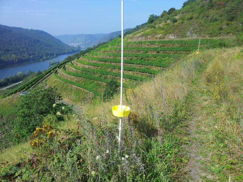 Monitoring-Farbschalen auf blütenreicher Weinbergbrache bei Kesten/Mosel. Dieser Fallentyp ist hier die effizienteste Methode zur Erfassung von Bienenarten.