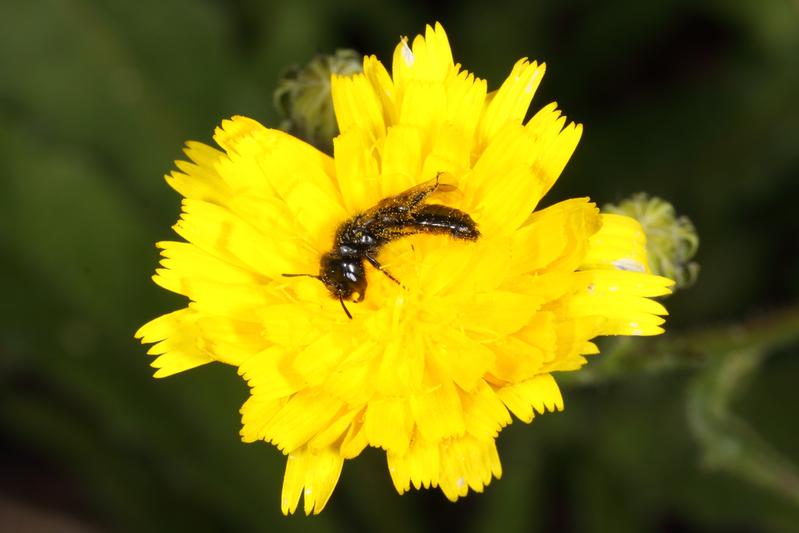 Spitzzähnige Zottelbiene (Panurgus dentipes) im Untersuchungsgebiet Weinbergsbrache/Mosel. 