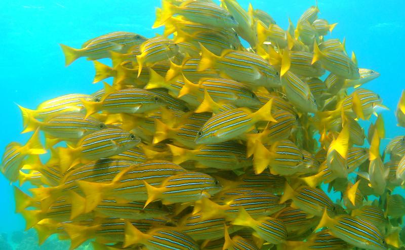 Tropische Rifffische wie der Schnapper Lutjanus viridis – hier fotografiert vor der Insel Gorgona (Kolumbien) – könnten aufgrund des Klimawandels in andere Regionen abwandern.