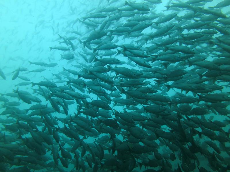 Grunzer (Microlepidotus brevipinnis) im tropischen Ostpazifik vor der Küste Costa Ricas