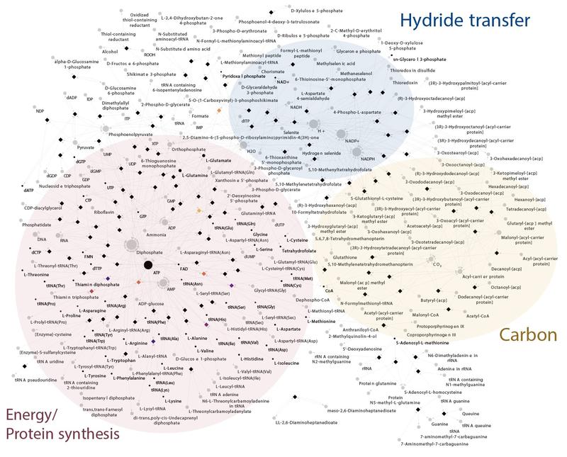 Metabolic network of the last bacterial common ancestor, LBCA. Small circles: metabolites or compounds; diamonds: reactions; arrows: flow of compounds to and from reactions.Three large functional modules of the network are highlighted as large regions. 