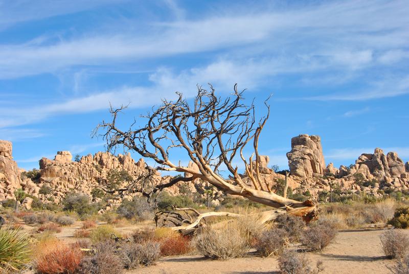 Arid landscape in Joshua Tree National Park, California