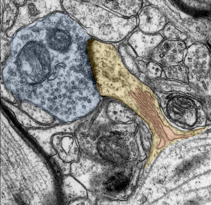 Using electron microscopy images, the researchers visualize the dendritic spines (yellow) with their spine apparatus (red) and the synapse terminal buttons (blue).