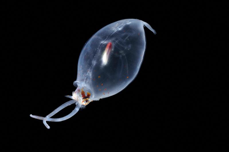 Der Tiefseekalmar Liocranchia reinhardti lebt als Jungtier in flachen Gewässern und taucht mit zunehmender Reife in tiefere Gewässer ab. Diese Tintenfischart ist eine bekannte Beutetierart der Cuvier-Schnabelwale. 