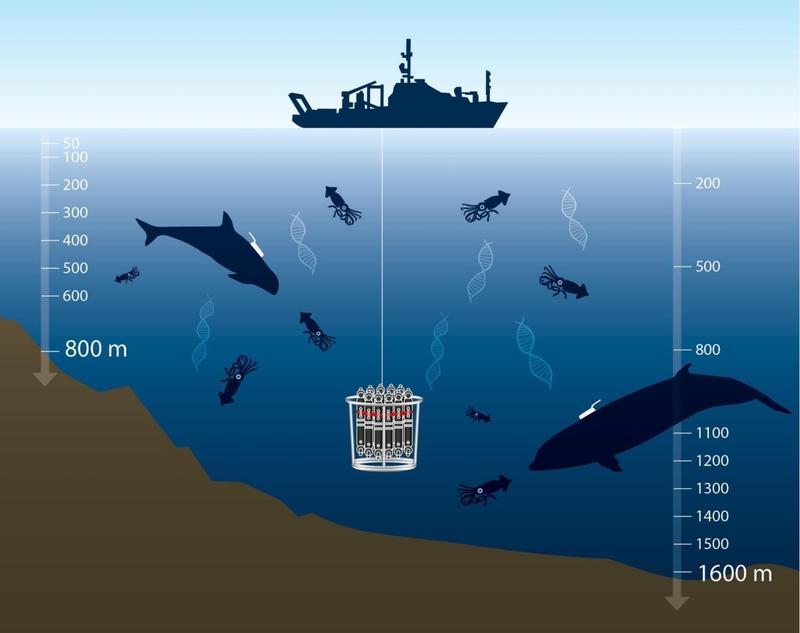 Schematisches Diagramm zur Illustration der Probenahme von Tintenfisch-Umgebungs-DNA (eDNA) in den Nahrungsgebieten von Risso-Delfinen (links) und Cuvier-Schnabelwalen (rechts). 