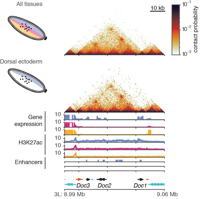 Micro-C zeigt, dass die Genomorganisation über verschiedene Zelltypen im Drosophila-Embryo hinweg gleich ist, sogar an Loci mit gewebespezifischer Genexpression und Chromatinstatus.