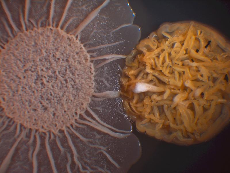 Links eine Kolonie des Heubazillus, Bacillus subtilis, rechts ein noch nicht näher charakterisierter Streptomyzet auf Nährboden