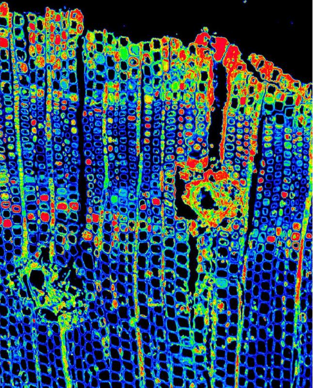 Siliziumverteilung in den Holzzellen eines Baumes aus einer heißen Quelle: Die blaue Farbe zeigt wenig Silizium an, die grüne eine mittlere Menge und rot viel Silizium. 