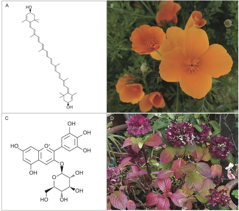 Pflanzenpigmente, die sich möglicherweise im Fossilbericht finden lassen: (A) Carotenoid. (B) Die Farbe kalifornischen Mohnes kommt von Carotenoiden. (C) Anthocyanin. (D) Die Farbe der Hortensie kommt von einem einzigen Anthocyaninpigment. 