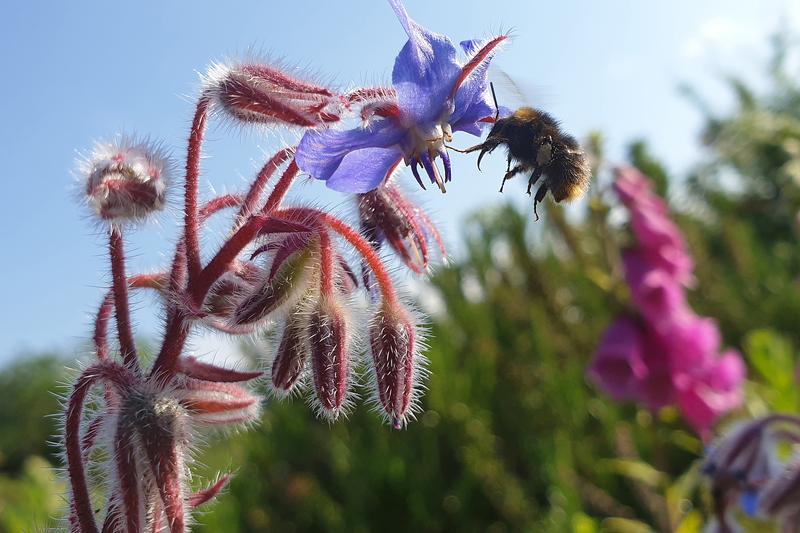 Wildpflanzen wie Borretsch bereichern nicht nur das Landschaftsbild, sondern fördern auch bestäubende Insekten.