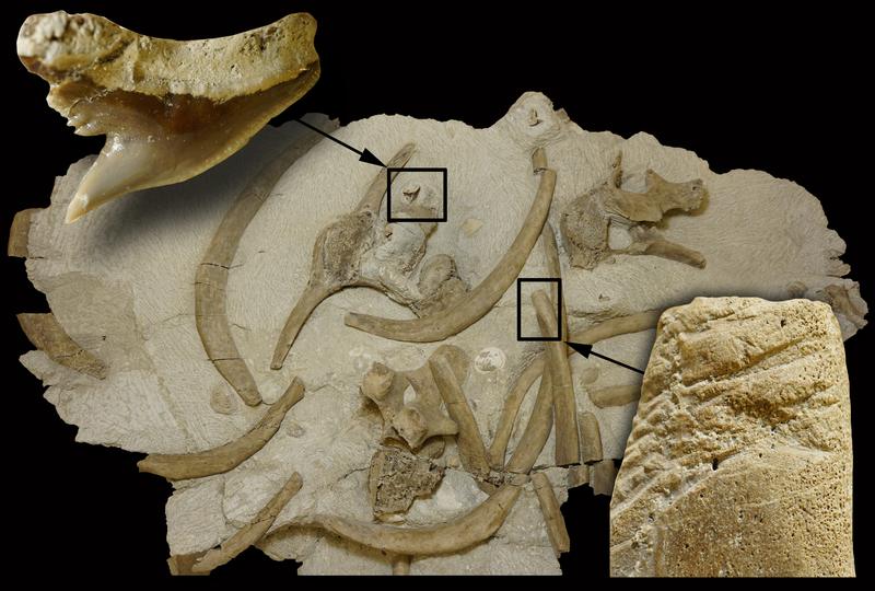 Einige der fossilen Knochen der jungen Seekuh mit den Biss Spuren und beiliegenden Zähnen des Tigerhaies Galeocerdo aduncus. 