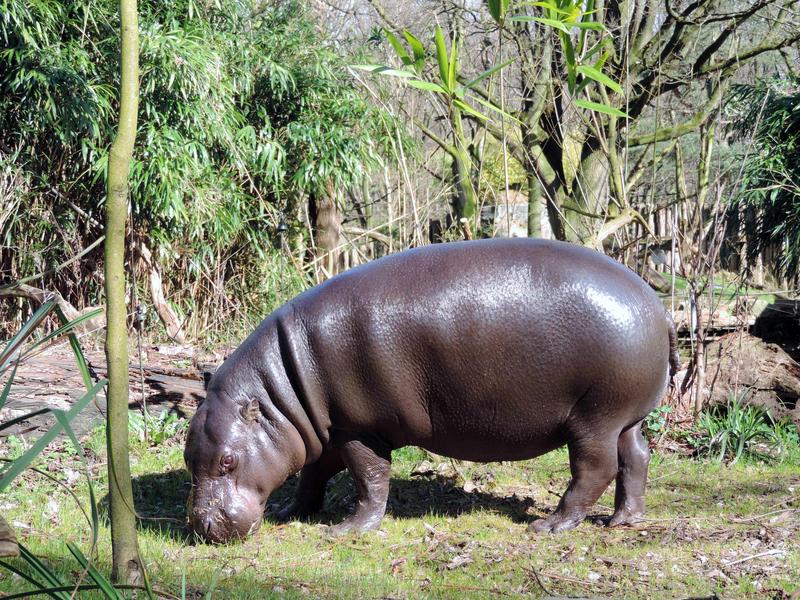 Forscher*innen haben erstmals das gesamte Erbgut des Zwergflusspferdes (Choeropsis liberiensis) entschlüsselt.