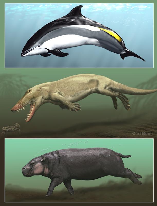 Delfine (oben), Wale und Flusspferde (unten) sind einander die nächsten lebenden Verwandten. Genetische Studien geben nun Aufschluss über den Vorfahren der wasserlebenden Säugetiere (Mitte: Illustration eines Vorfahren von Walen und Delfinen).