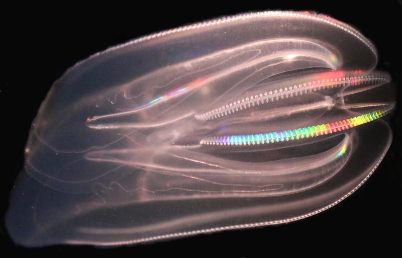 Im Jahr 2006 wurde die Rippenqualle Mnemiopsis leidyi zum ersten Mal auch in der Ostsee nachgewiesen.