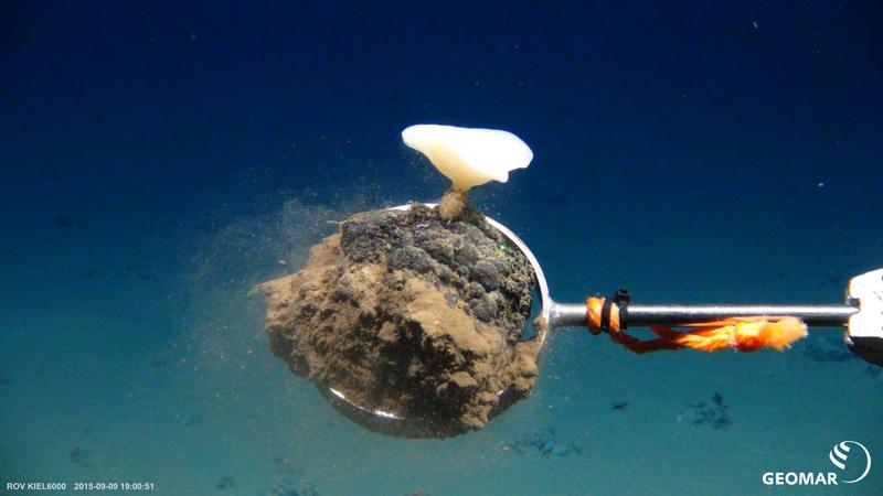 Manganknolle mit einem Tiefseeschwamm. Expedition SO242, 