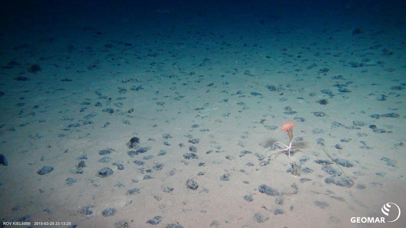 Typisches Manganknollenhabitat auf dem Meeresboden der Clarion-Clipperton Bruchzone (CCZ) im Pazifik (Expedition SO239) mit einer Seeanemone und einem Schlangenstern.