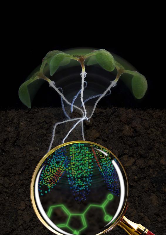 Keimling der Acker-Schmalwand (Arabidopsis thaliana). Die Lupe vergrößert die Wurzelspitze. Die Zellkerne sind mit zunehmender Auxin-Menge von blau über grün und gelb bis rot gefärbt. Unten: die chemische Struktur von Auxin.