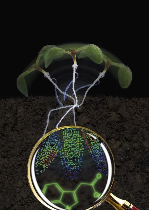 Keimling der Acker-Schmalwand (Arabidopsis thaliana). Die Lupe vergrößert die Wurzelspitze: Die Zellkerne sind mit zunehmender Auxin-Menge von blau über grün und gelb bis rot gefärbt. Das meiste Auxin befindet sich dort, wo die Neigung am größten ist.