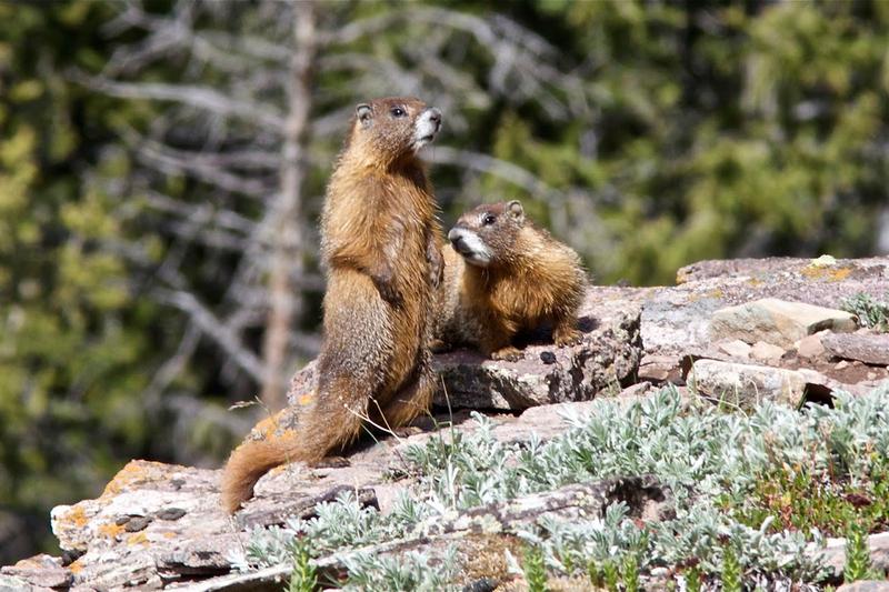 Especially in regions that are particularly affected by climate change, studies are often missing, for example in the mountains. The American yellow-bellied marmot is one of the few mammals for which the researchers were able to find relevant data.