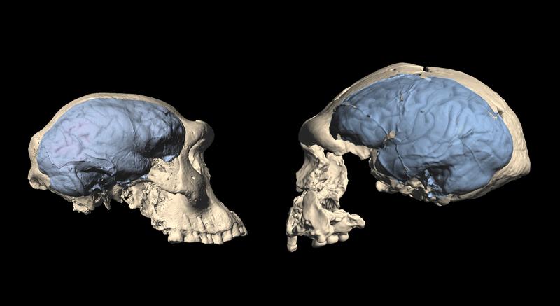 Schädel des frühen Homo aus Georgien mit einem affenähnlichen (links) und aus Indonesien mit einem menschenähnlichen Gehirn (rechts).