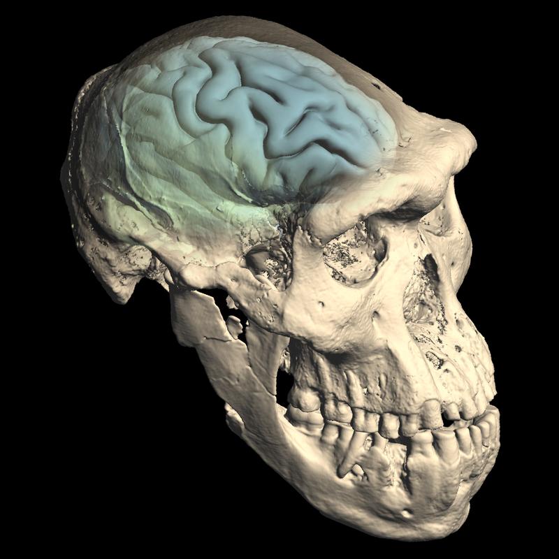 Schädel des frühen Homo aus Dmanisi, Georgien: Dargestellt ist die innere Struktur des Gehirngehäuses und die ermittelte Gehirnmorphologie.
