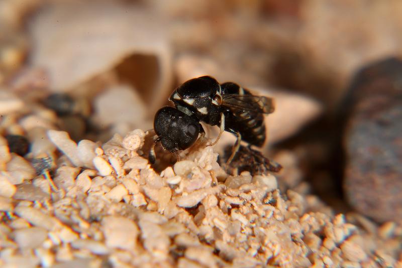  Ein Pollenwespen-Weibchen der Art Quartinia canariensis beim Nestbau. Die Wespen sind nur knapp 4 mm groß, es handelt sich daher bei den vermeintlich vorhandenen "Steinchen" tatsächlich um Sandkörner. 