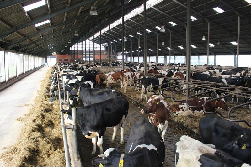 Auf die Belüftung kommt es an: Das Johann Heinrich von Thünen-Institut hat berechnet, wie in Rinderställen der Ammoniakausstoß gesenkt werden kann – für weniger Belastung von Böden und Gewässern und zugleich mehr Tierwohl.
