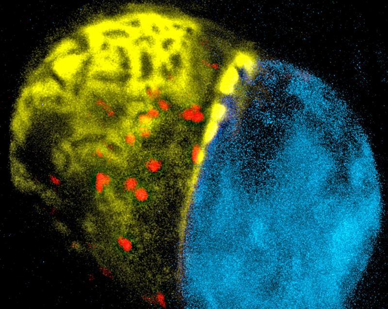 Die Eizelle (l.) produziert ein Kortikalnetzwerk am oberen Pol, welches gelb-markierte Endopeptidasen enthält. Der Golgi-Apparat der Eizelle ist rot markiert. Rechts eine Drüsenzelle (Synergide), die Pollenschlauchanlockungsproteine sekretiert. 