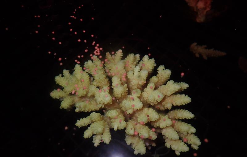 Acropora tenius beim Ablaichen - das Team um Prof. Dr. Peter Schupp von der Arbeitsgruppe Umweltbiochemie stellte die Umweltbedingungen im Labor so nach, dass sie denen in der Heimat der Korallen entsprachen.