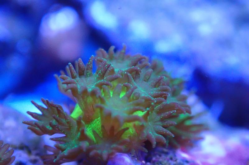 With the young corals obtained, the researchers want to identify factors that promote settlement and growth of the corals.