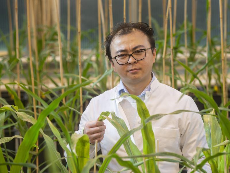 Inmitten von jungen Maispflanzen: Dr. Peng Yu vom Institut für Nutzpflanzenwissenschaften und Ressourcenschutz (INRES) der Universität Bonn.