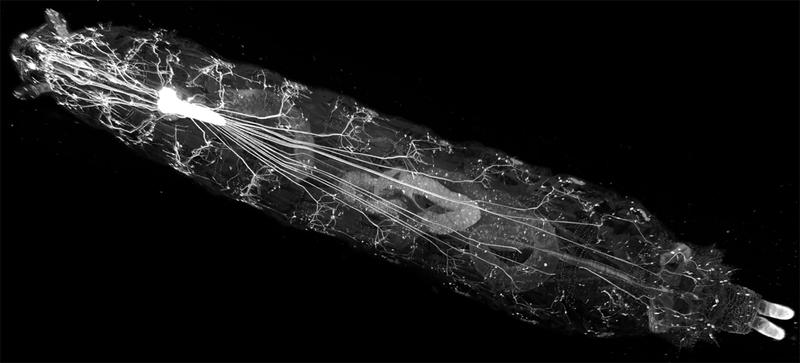 Die helle Struktur im linken Bildabschnitt stellt das ZVS dar. Dort münden sensorische Nervenfasern aus dem Kopfbereich (l.) und es entspringen Nervenfasern, um die Muskeln der Larve im gesamten Körperwandbereich anzusteuern (hinterer Teilr.).