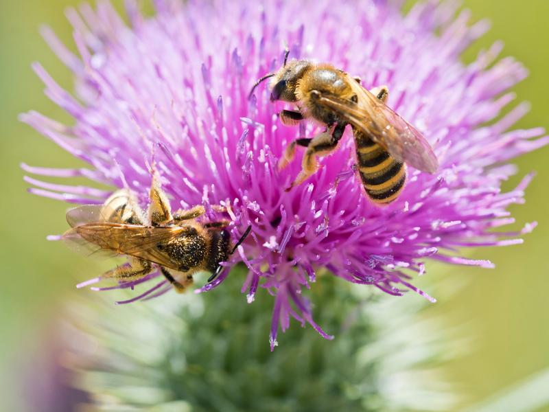 Zwei gelbbindige Furchenbienen. Ihre Giftkomposition wird zusammen mit anderen Arten im Rahmen eines DFG-Projektes zur Giftevolution in sozialen und solitären Bienen untersucht. 