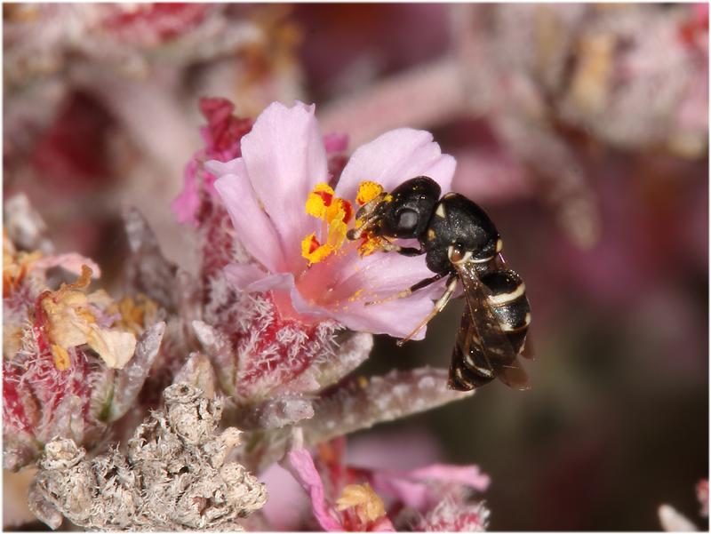 Quartinia canariensis while visiting a flower 