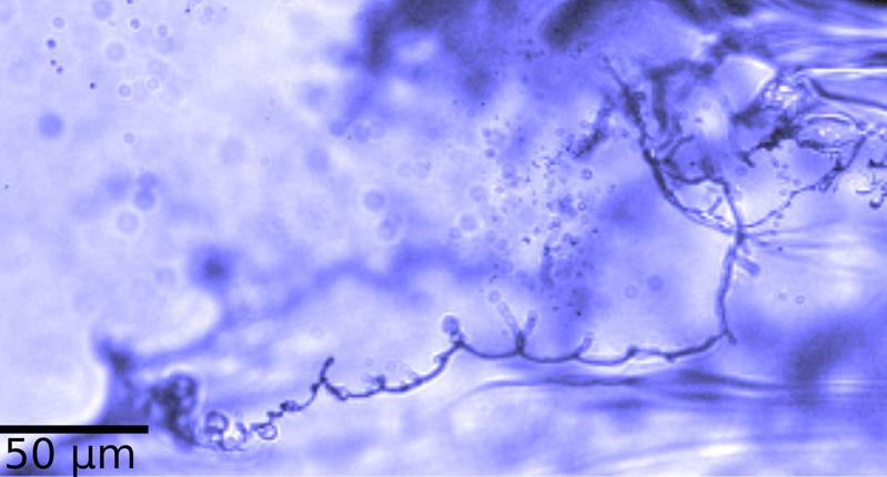 Beim Aufreißen eines Flüssigkeitsfilms erkennt man unter dem Mikroskop, dass viele kleine Tröpfchen weggeschleudert werden. Diese Aerosole schweben lange in der Atemluft und spielen bei der Infektion von SARS-CoV2 eine wichtige Rolle.
