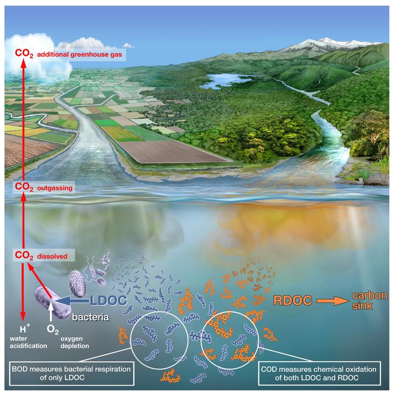 Die Einschätzung der Wasserqualität lässt sich mit neuem Verfahren schneller und zuverlässiger ermitteln.