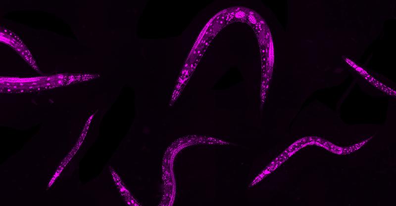 Da Würmer der Art Caenorhabditis elegans spezialisierte Zelltypen und Entwicklungen aufweisen, eignen sie sich hervorragend für Untersuchung humaner Genregulationsprozesse. 