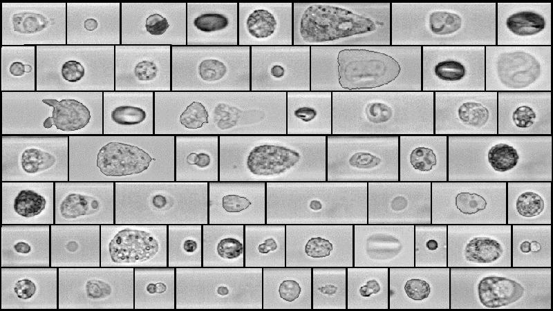 Representative microscopic images of different cells obtained with RAPID