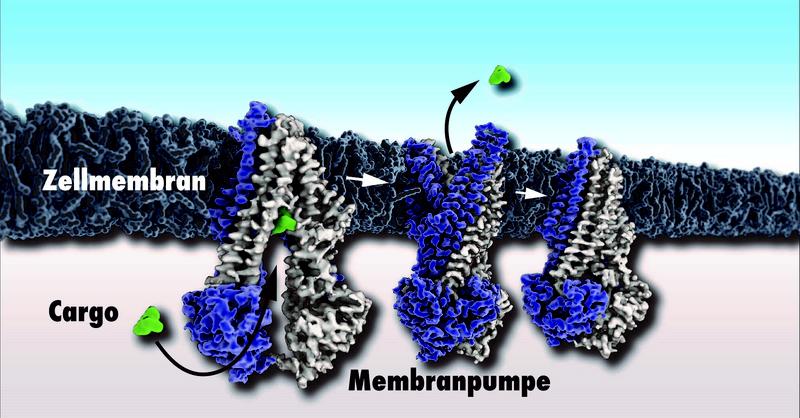 Solche Aufnahmen sind mit dem neuen Mikroskop möglich