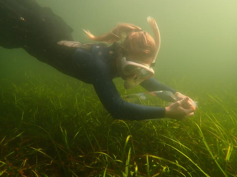 Angela Stevenson beim Schnorcheln vor Seebar in der Kieler Förde, deutsche Ostsee