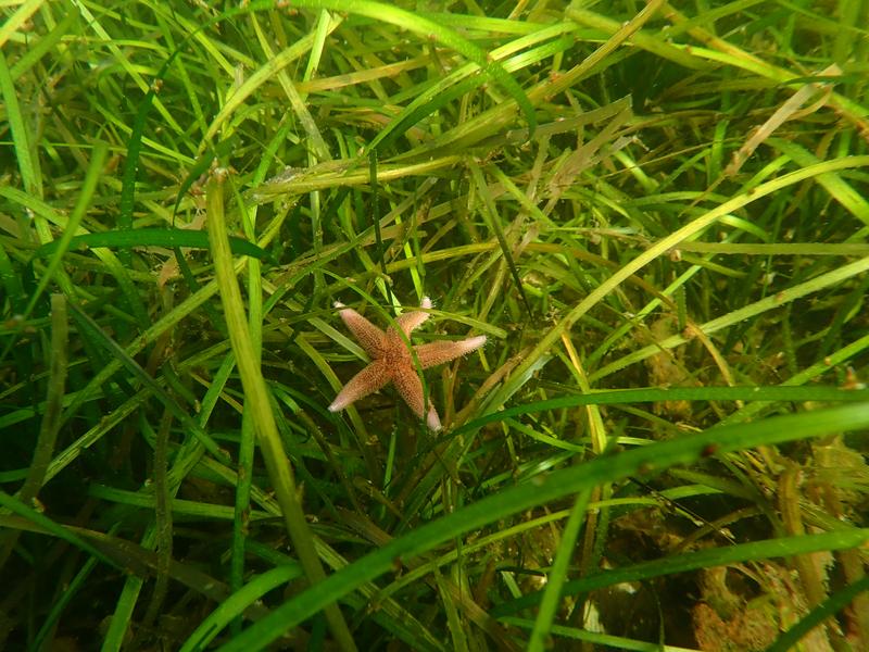 Sea star in seagrass meadow in Kiel Fjord, German Baltic Sea 