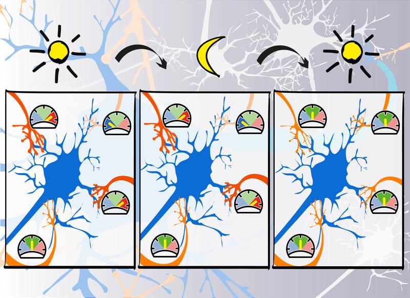 Vereinfachtes Phasenmodell lernender biologischer Nervenzellen. Dieser Prozess wurde jetzt auf künstliche neuronale Netze übertragen und steigert deren Leistungsfähigkeit deutlich (Erläuterung siehe Text).