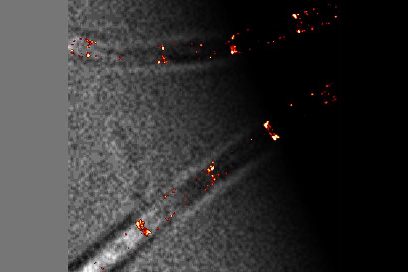 Bestimmte fluoreszierend markierte Proteine des Min-Systems (in rot) sind an ihren Positionen in einer B. subtilis-Zelle zu erkennen.