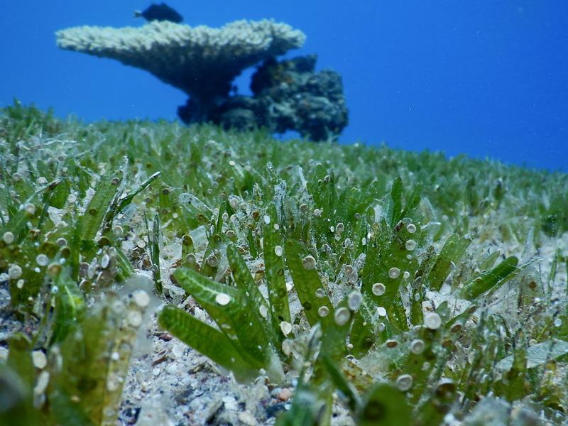  Large benthic foraminifera live in shallow waters - seen here on seagrasses.