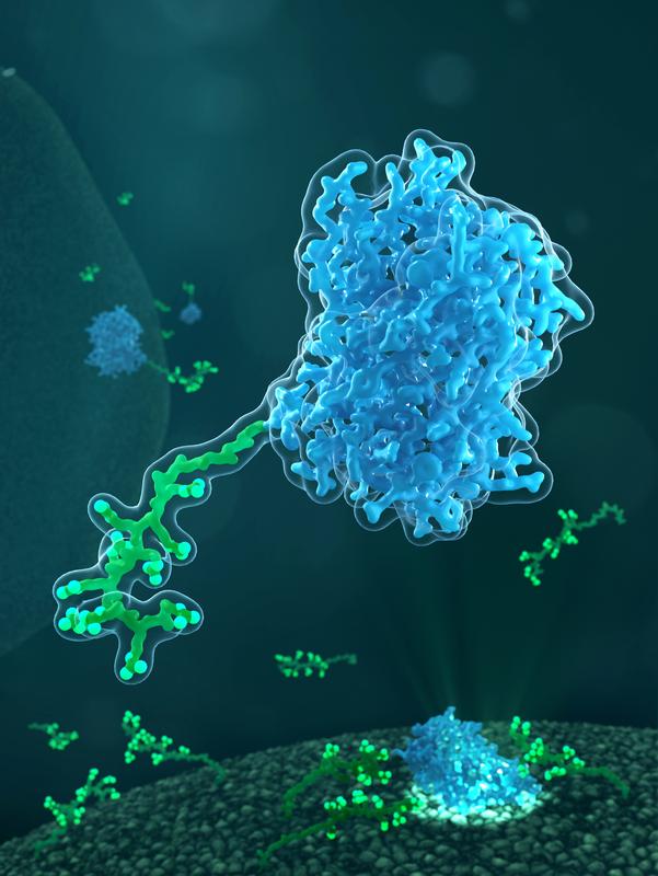 Zellpenetrierende Peptide