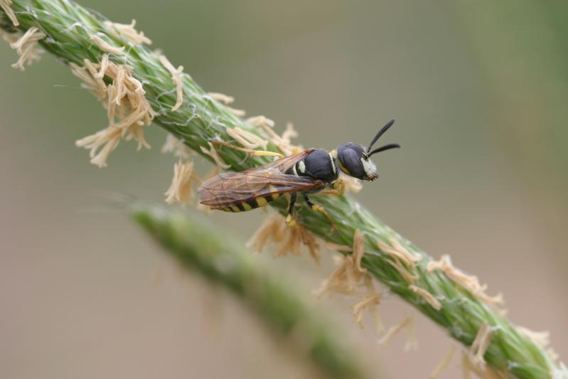 Der Europäische Bienenwolf Philanthus triangulum.